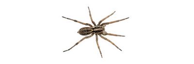 Get Rid of the Wolf Spider Now