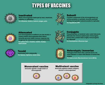 What Are the Main Types of Vaccination Used to Protect Children?
