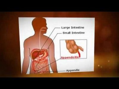 What Does the appendix Do